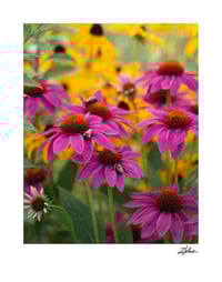 Image 1 of PRINT: BUMBLE BEES NAPPING ON FLOWERS