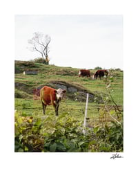 Image 1 of PRINT: COWS IN VERMONT