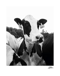 Image 1 of PRINT: COW AT FARM IN CLAREMONT, NEW HAMPSHIRE (B&W)