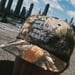 Image of Removal 6 Panel Snapback Hat - Real Tree