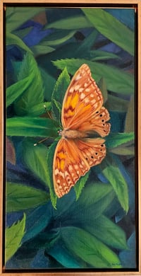 Tawny Emperor