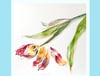 Dying Tulip