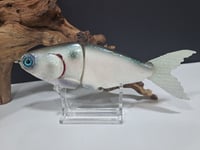 Image 7 of JC Glides V-Notch colorway #65
