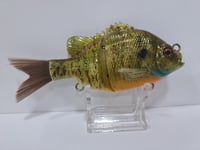 Image 4 of ABS Gill Bait Orange Belly