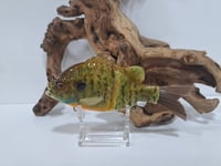 Image 1 of ABS Gill Bait Orange Belly