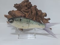 Image 1 of Crooked Tooth Custom Herring Glide #7