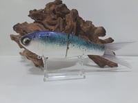Image 1 of Crooked Tooth Custom Herring Glide #6
