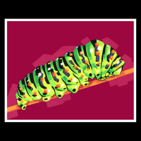Image 1 of Swallowtail Caterpillar - Signed 11"x14" Prints