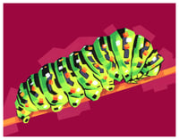 Image 2 of Swallowtail Caterpillar - Signed 11"x14" Prints