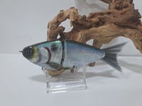 Image 1 of JC Glide Baits V-Notch colorway #88