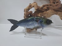 Image 1 of JC Glide Baits V-Notch colorway #41