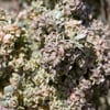 Atriplex nummularia – Old-man Saltbush