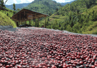 Image 3 of Ruanda - Shyira Washing Station - Anoxic Washed Red Bourbon - Filter