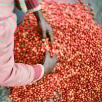 Image 4 of Ruanda - Shyira Washing Station - Anoxic Washed Red Bourbon - Filter