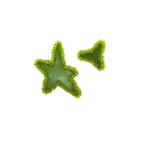 Image 1 of SUPERNOVA oliva verde