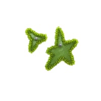 Image 2 of SUPERNOVA oliva verde