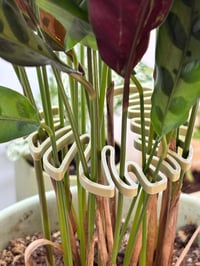 Image 3 of 🌿 Monstera Magic: Leafy Stem Holder 🌿Bring beauty and structure to your indoor jungle!