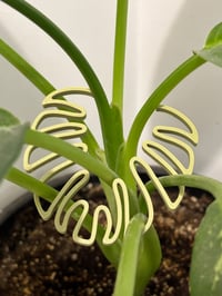 Image 1 of 🌿 Monstera Magic: Leafy Stem Holder 🌿Bring beauty and structure to your indoor jungle!