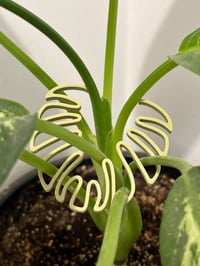 Image 5 of 🌿 Monstera Magic: Leafy Stem Holder 🌿Bring beauty and structure to your indoor jungle!