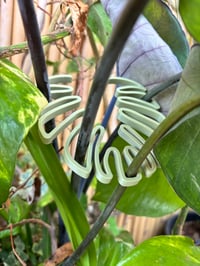 Image 8 of 🌿 Monstera Magic: Leafy Stem Holder 🌿Bring beauty and structure to your indoor jungle!