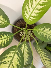 Image 9 of 🌿 Monstera Magic: Leafy Stem Holder 🌿Bring beauty and structure to your indoor jungle!