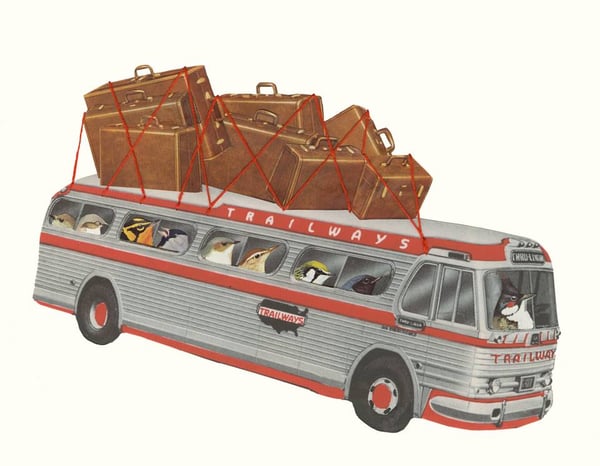 Image of Birds on tour. limited edition print