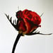 Image of (Irving Penn) (Still Life)