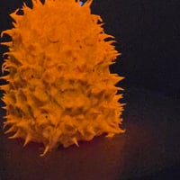 Image 4 of L spikey Gus- orange