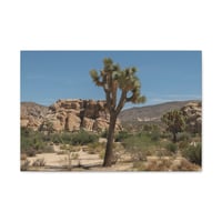 Image 2 of Joshua Tree Canvas Print 