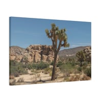 Image 1 of Joshua Tree Canvas Print 