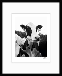 Image 2 of PRINT: COW AT FARM IN CLAREMONT, NEW HAMPSHIRE (B&W)