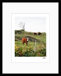 Image 2 of PRINT: COWS IN VERMONT