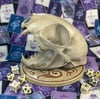 Cat Skull
