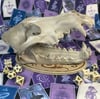 Wolf Skull