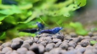 Image 4 of Orange Eye Blue Devil 