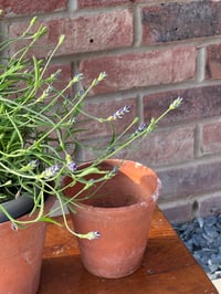 Image 2 of Vintage Sankey Terracotta Pot