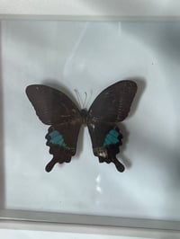 Image 1 of Framed Vintage Butterfly