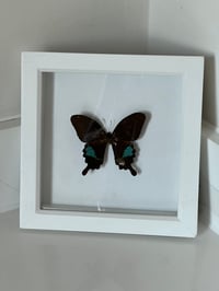 Image 2 of Framed Vintage Butterfly
