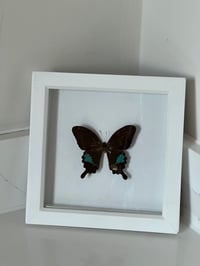 Image 3 of Framed Vintage Butterfly