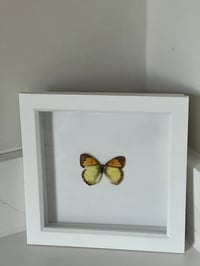 Image 1 of Framed Vintage Butterfy #2