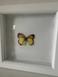 Image 2 of Framed Vintage Butterfy #2