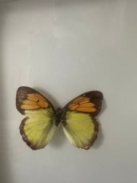 Image 3 of Framed Vintage Butterfy #2