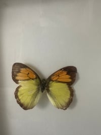 Image 4 of Framed Vintage Butterfy #2