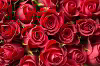Image 1 of RED ROSE FRAGRANCE OIL