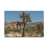 Image 4 of Joshua Tree Canvas Print 