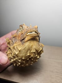 Image 2 of Puffer Fish