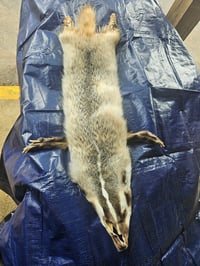 Image 1 of Badger Fur