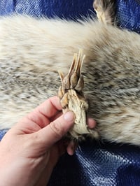 Image 2 of Badger Fur