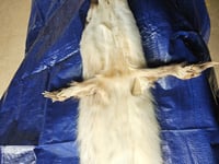 Image 3 of Badger Fur
