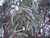 Eucalyptus polybractea – Blue Mallee